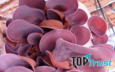 Mộc nhĩ tươi có chứa độc tố gây viêm da