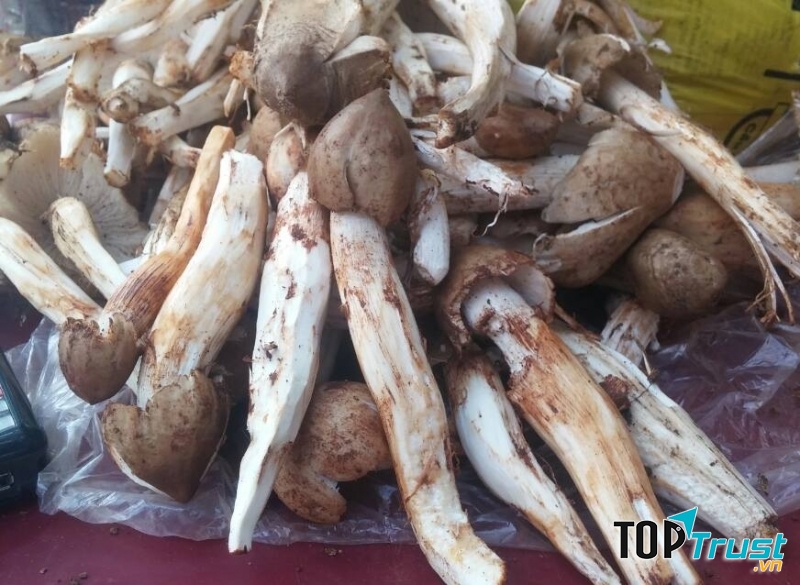 Nấm mối quý hiếm và thơm ngon