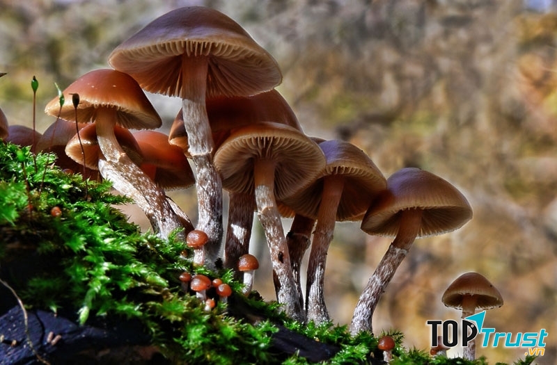 Nấm mũ đầu lâu mùa thu (Autumn Skullcap)