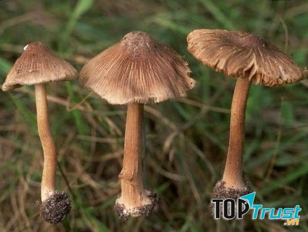 Nấm mũ khía nâu xám (Inocybe fastigiata)