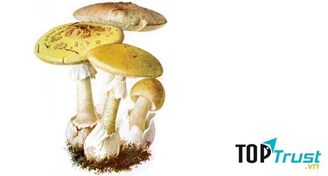 Nấm mũ tử thần (Death Cap)