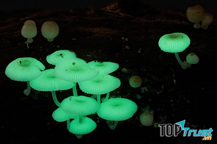 Nấm Mycena Chlorophos