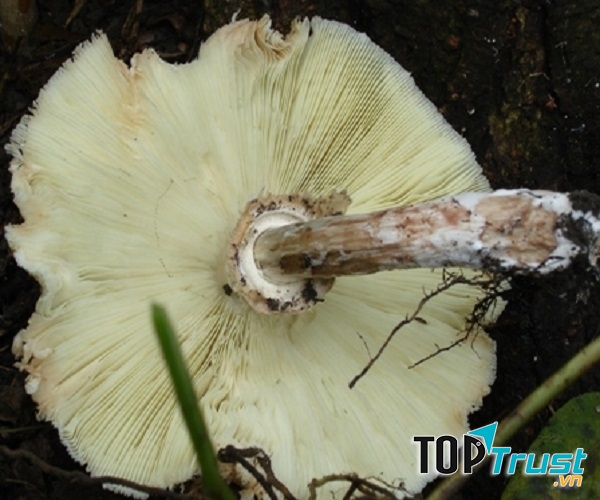 Nấm ô tán trắng phiến xanh