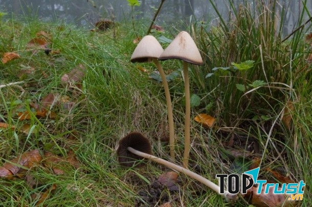 Loại nấm có kích thước mini lại chứa chất độc gây ảo giác mạnh.