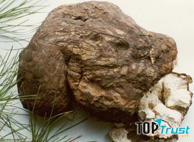 Nấm Phục Linh Thiên