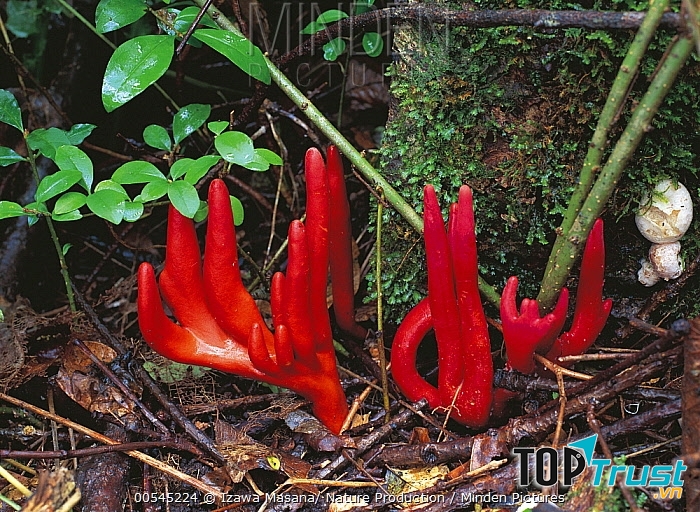 Nấm bàn tay tử thần