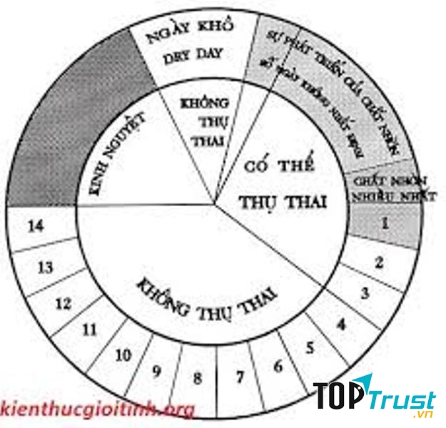 Hiểu rõ chu kì kinh để xác định thời gian rụng trứng