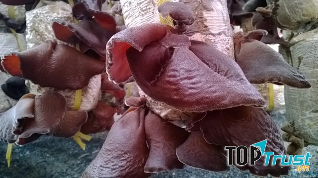 Nấm tai mèo có lợi với những người bị béo phì