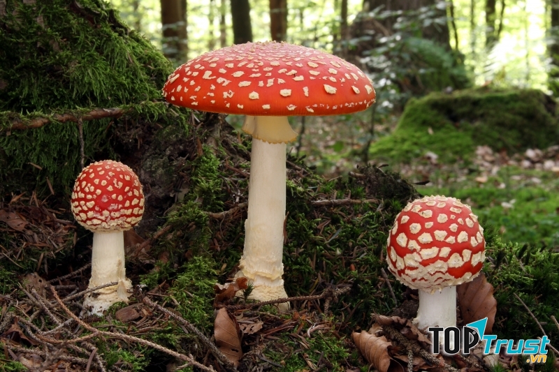 Nấm tán bay (Fly Agaric)