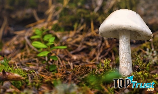 Nấm thiên thần hủy diệt (Destroying Angels)