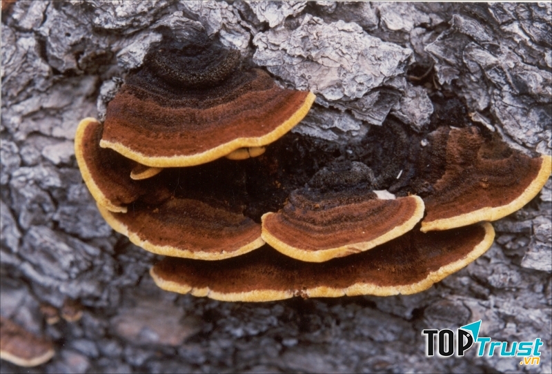 Nấm Thượng Hoàng