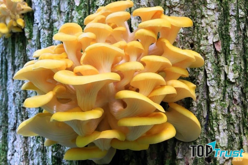 Ảnh minh họa - nguồn internet