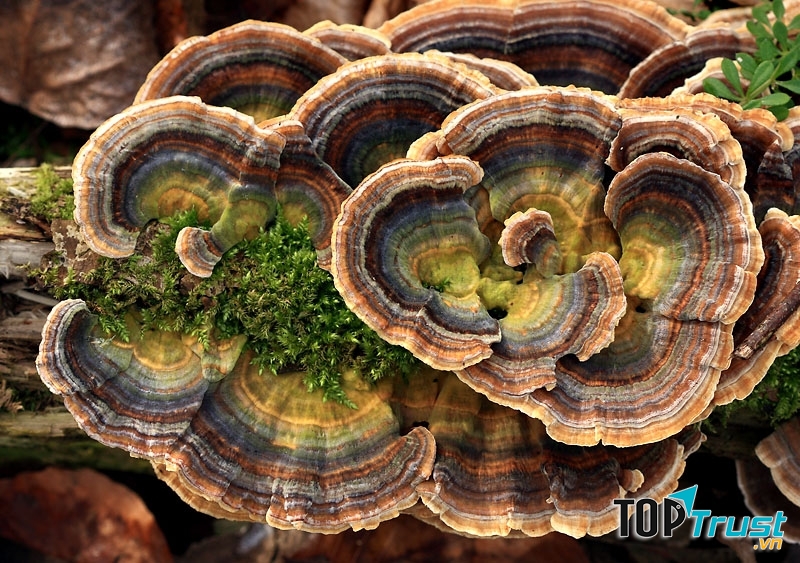 Nấm Trametes versicolor