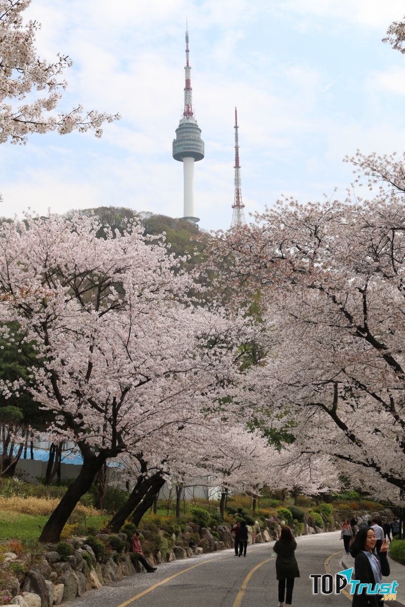 Đỉnh tháp Namsan đứng lấp ló sau rặng hoa anh đào