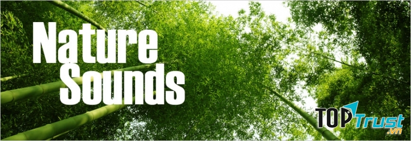 Nature Sounds giúp tập trung não bộ một cách hiệu quả nhất (Nguồn: Internet)