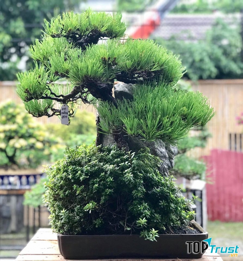 Thông đen bám đá tại Neo Garden