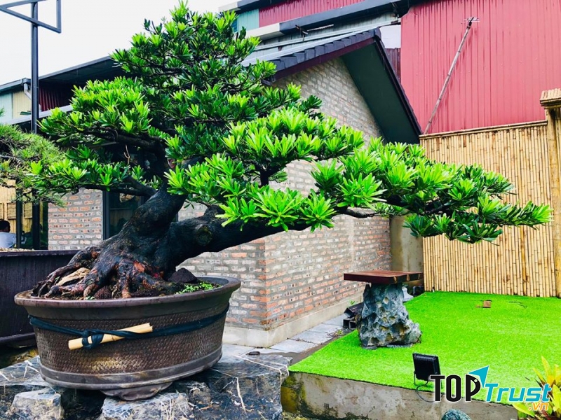 Tùng kim cương tại Neo Garden