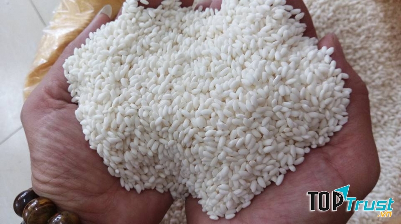 Nếp cái hoa vàng