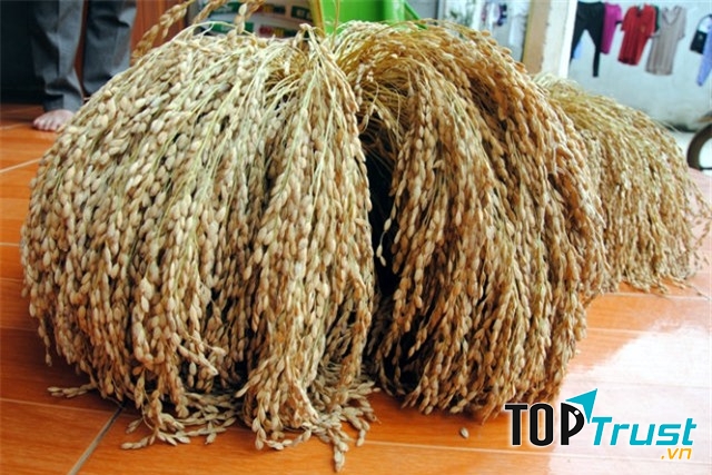Gạo nếp Gà Gáy một đặc sản nổi tiếng ở Phú Thọ