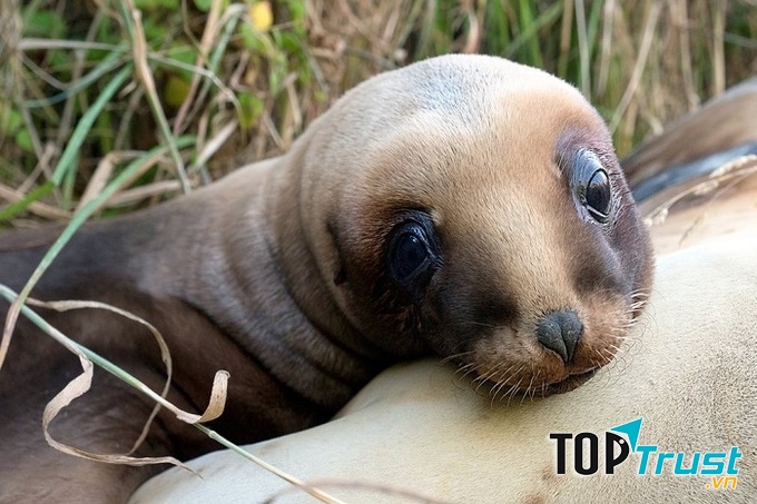 Sư tử biển New Zealand. Ảnh: Christina Karliczek/BBC