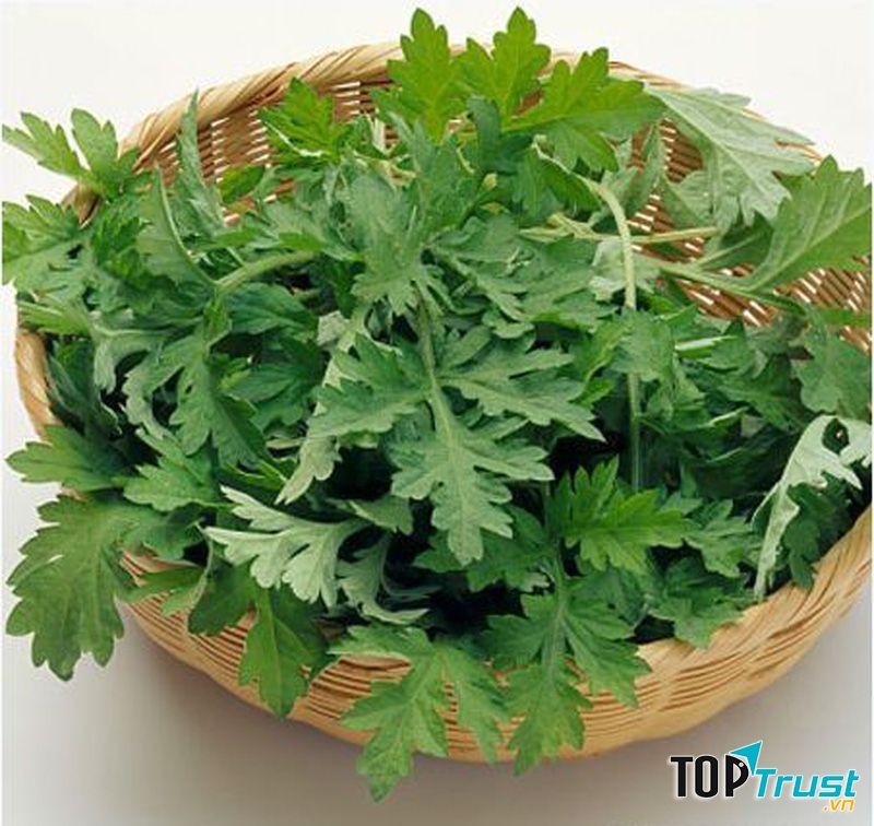 Ngải cứu trị đau đầu khi thời tiết thay đổi