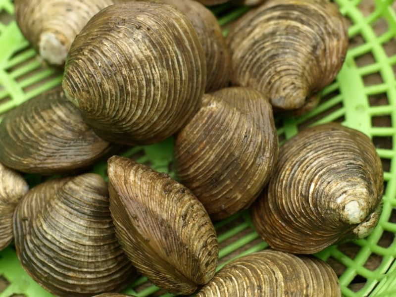 Ngán tươi.
