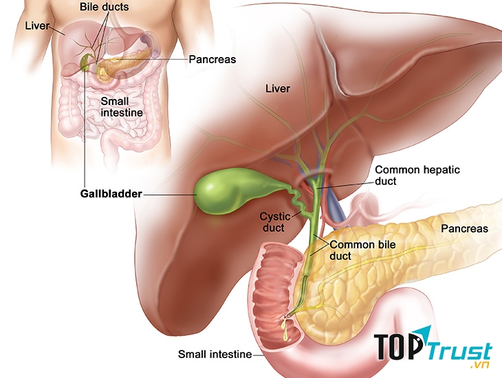 Sử dụng quả óc chó thường xuyên giúp ngăn ngừa nguy cơ mắc sỏi mật