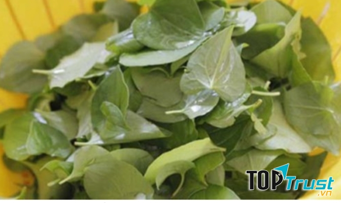 Rau diếp cá chữa viêm ngứa phụ khoa