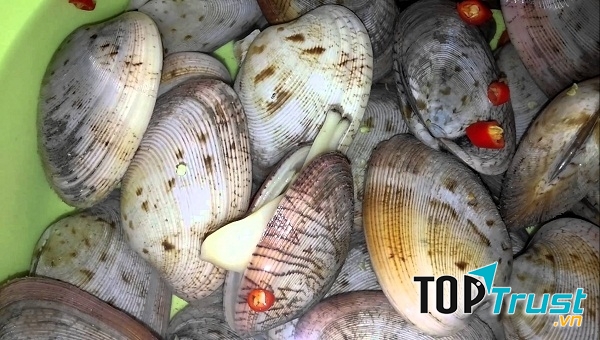 Ngao hai cồi Phan Thiết