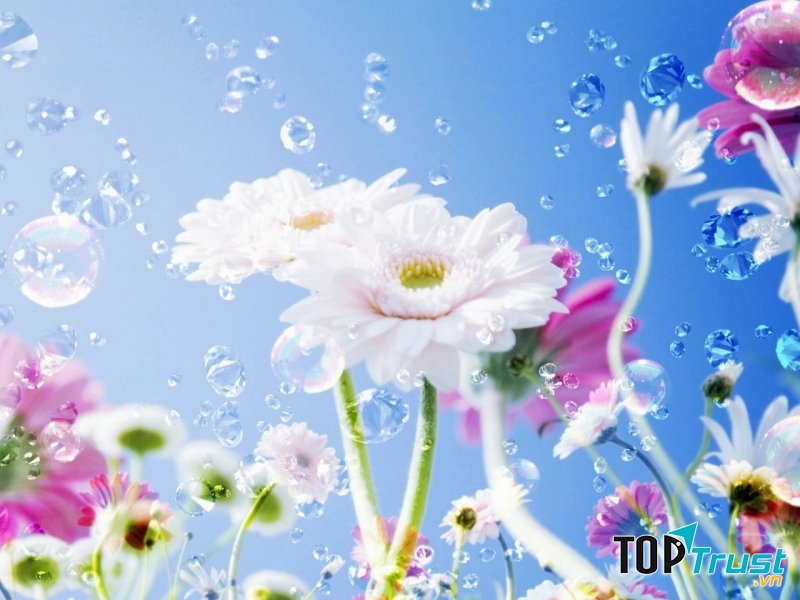 Họ luôn mạnh mẽ vươn lên bất chấp khó khăn để tỏa sáng rực rỡ