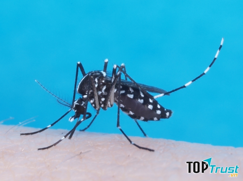 Nghề nghiên cứu muỗi ở Brazil