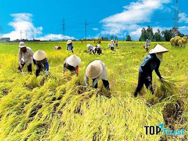 Công việc làm nông là một công việc lao động vất vả