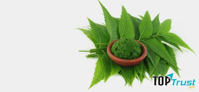 Lá tử đinh hương Ấn Độ