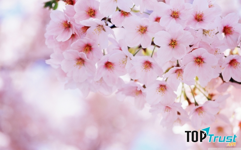 Sắc hoa trắng hồng quyến rũ