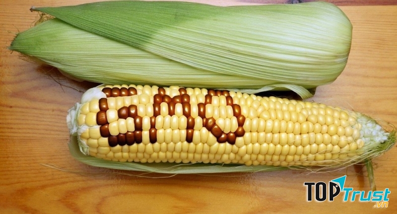 Ngô biến đổi gen ảnh hưởng lớn tới sức khỏe người sử dụng (Nguồn: suckhoedoisong.vn)