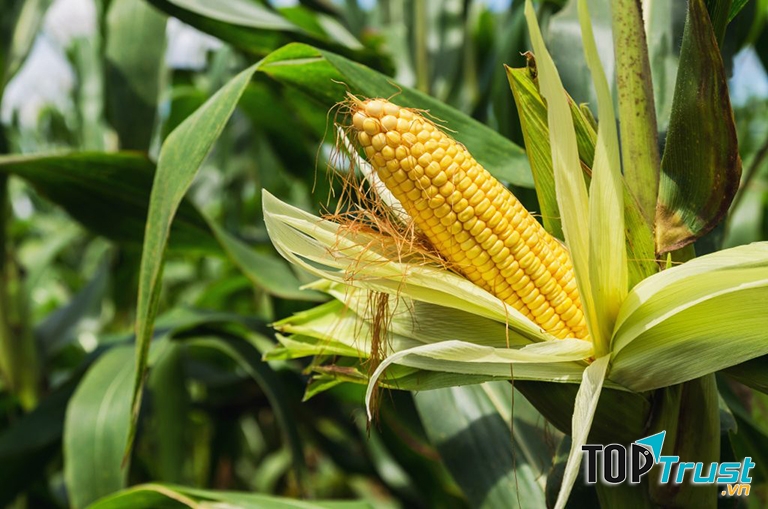 Ảnh minh họa - nguồn internet