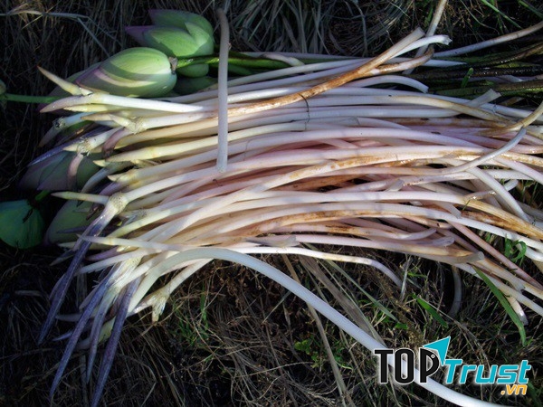 Ngó sen lợi sữa