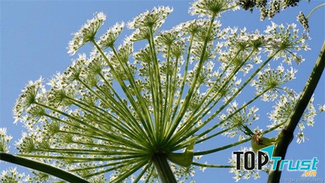 Cây ngò tây khổng lồ