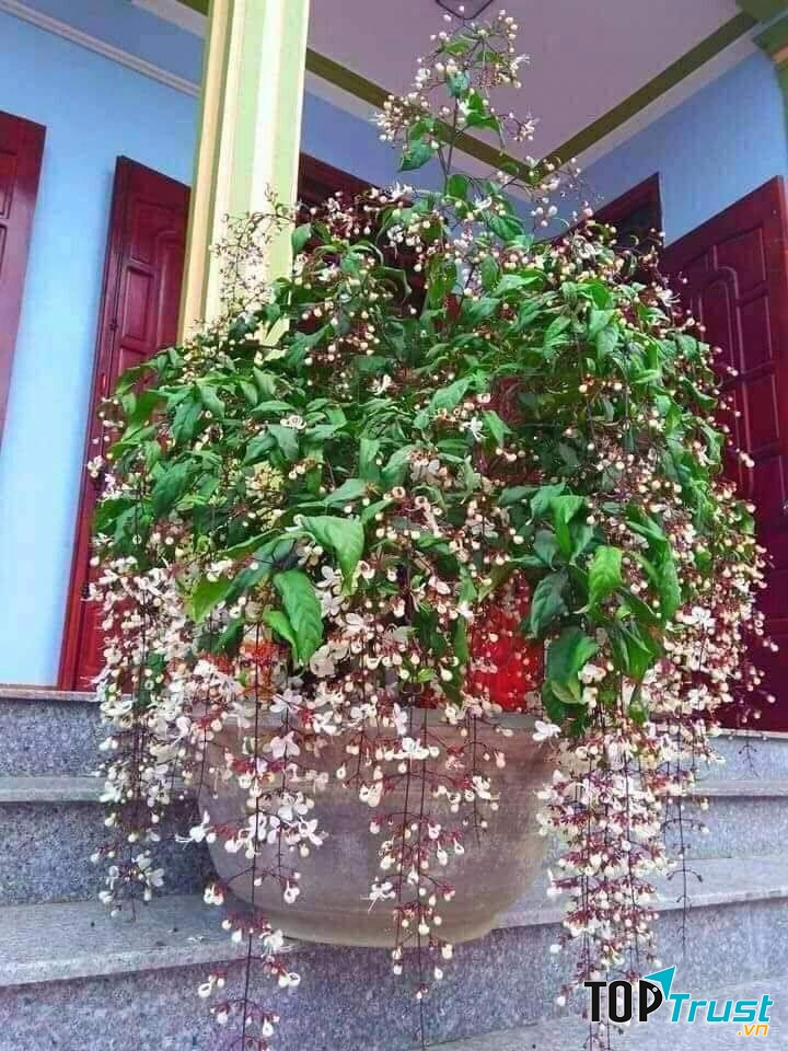 Dạ ngọc minh châu biểu tượng cho công danh, trí tuệ và tài lộc