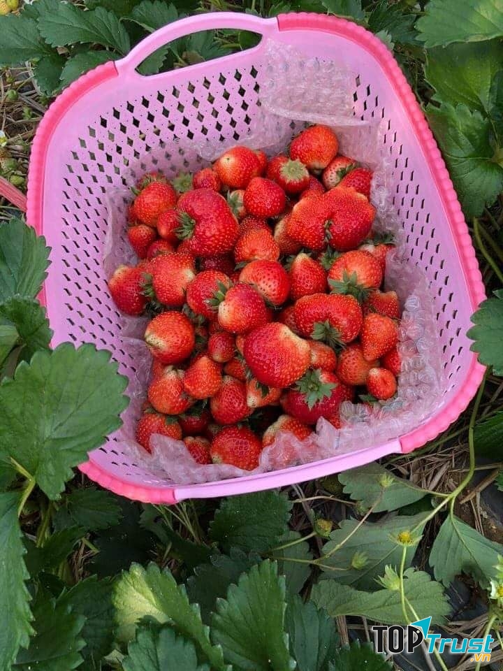 Ngôi Nhà Organic BG