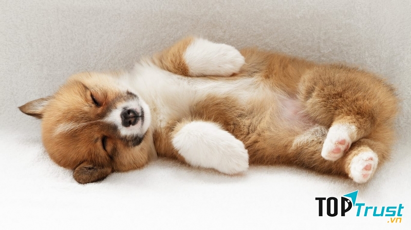 Cái dáng ngủ thật đáng ghét phải không các bạn.