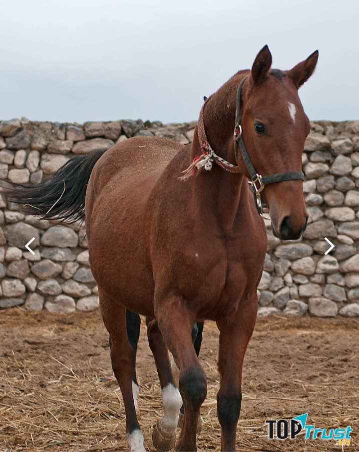 Ngựa Akhal-Teke