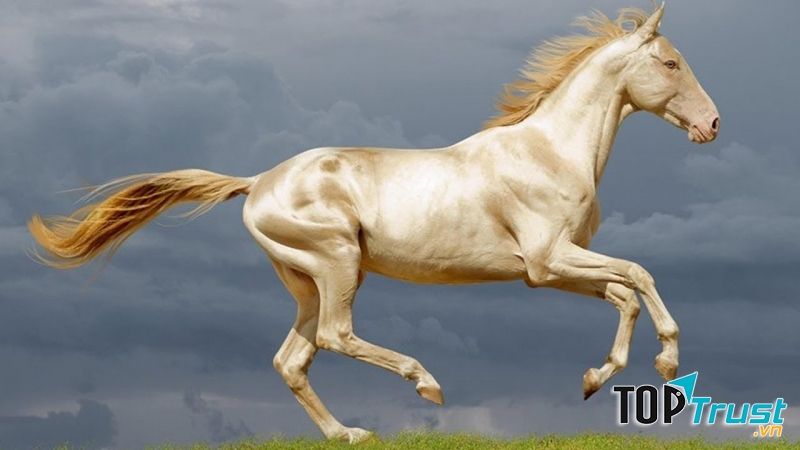 Ngựa Akkal – Teke