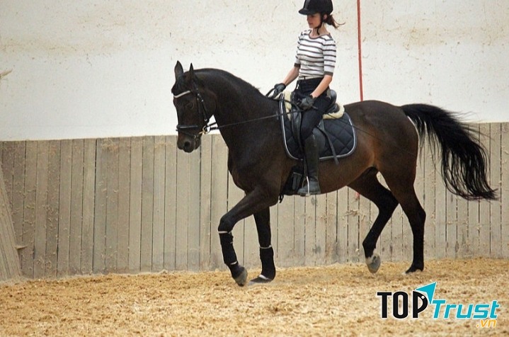 Ngựa Trakehner