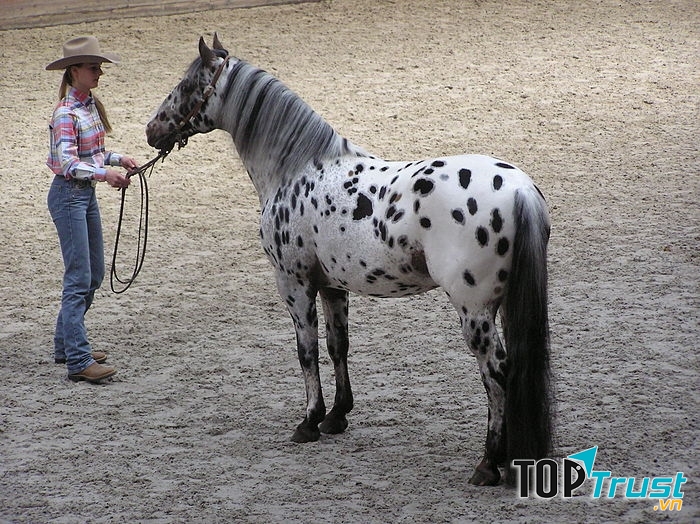 Ngựa Appaloosa