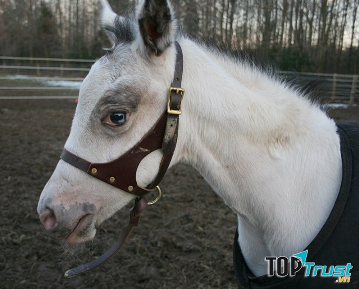 Phần đầu ngựa Appaloosa