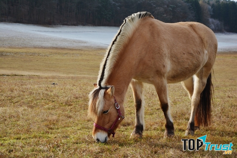 Ngựa Friord  Na Uy