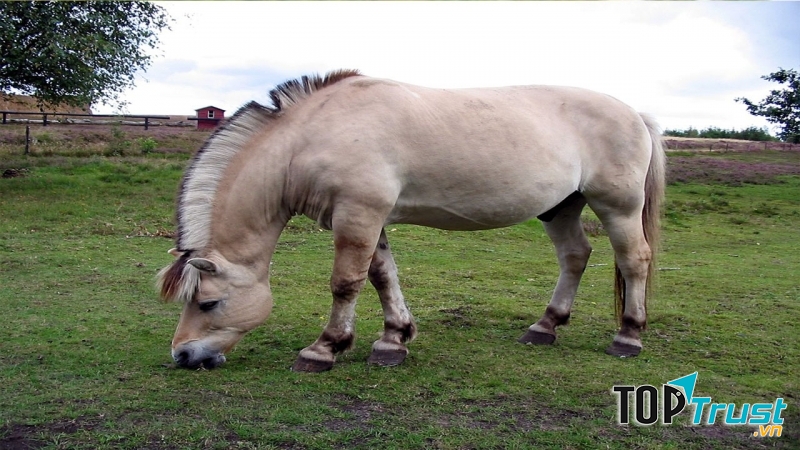 Ngựa Friord  Na Uy