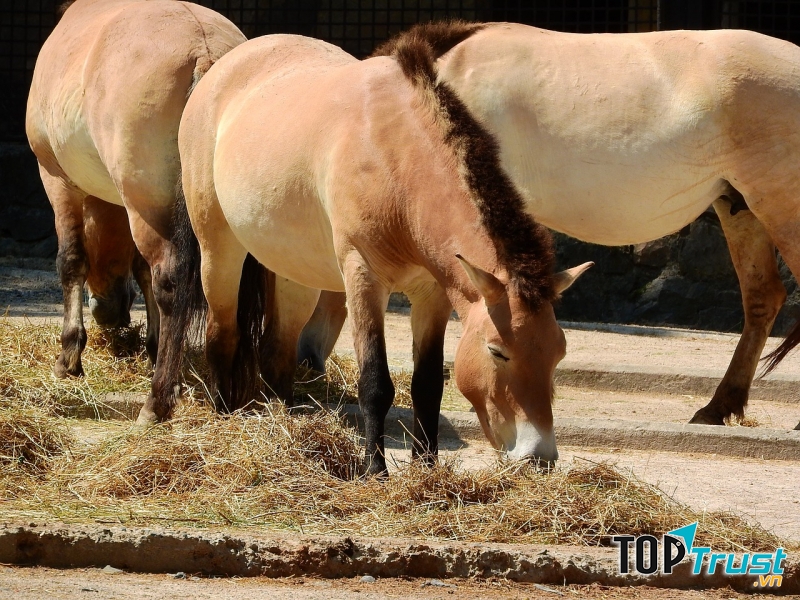 Ngựa hoang Mông Cổ