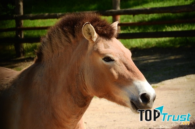 Ngựa hoang Mông Cổ